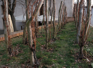 Winter or autumn vineyard without leaves, close up view of vineyard vine. Row spacing. Vineyard field.