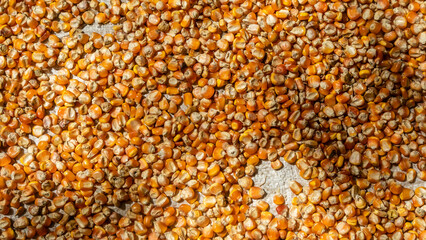 heap of corn kernels as background