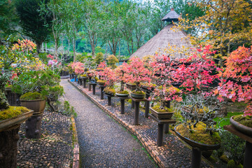 Bonsai garden Thailand Beautiful small bonsai trees with green leaves
