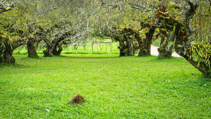 plum tree at doi angkhang mountain, Chiangmai Thailand