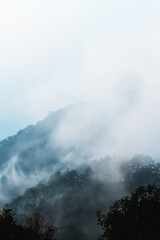 Misty landscape with fir forest mountains in fog