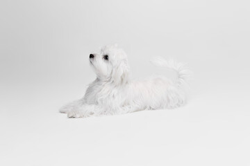 Studio image of cute white Maltese dog posing, calmly lying and walking upwards isolated over light grey background