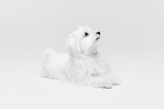 Studio image of cute, beautiful white Maltese dog posing, lying on floor isolated over light background