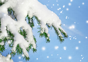 Snow-covered branches of a fir tree against a blue sky, a beautiful winter view of nature