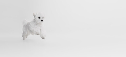 Studio image of cute white Maltese dog posing, cheerfully running isolated over light background. Flyer