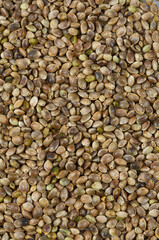 hemp seed isolated on white background