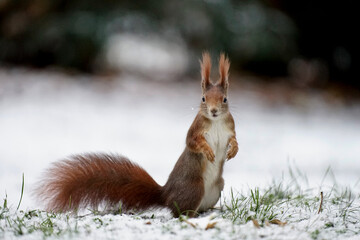 Eichhörnchen im Schnee mit Blick zur Kamera