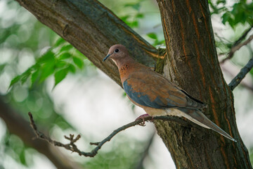 Laughing Dove (Spilopelia senegalensis) perched on tree branch