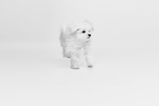 Studio image of cute, fluffy white Maltese dog posing, running isolated over light background