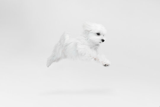 Studio image of cute, fluffy, white Maltese dog posing, running isolated over light background. Active