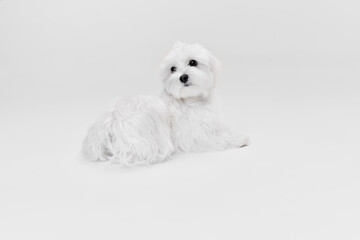 Studio image of cute white Maltese dog posing isolated over light background. Lying and looking with interest