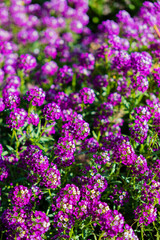 Fototapeta premium Lobularia maritima purple blossom, nature background