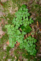 Ground Elder, Aegopodium podagraria