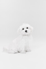 Studio image of cute white Maltese dog posing, sitting isolated over light background. Lovely pet