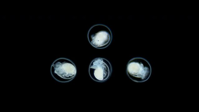 Movement of veliger mollusk larvae in laid eggs under a microscope, class Gastropoda. The specimen was found in Red Sea.
