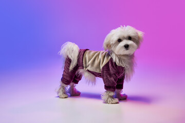 Studio image of cute white Maltese dog posing in a suit isolated over gradient blue purple background in neon light