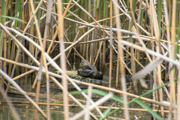 Naklejka premium 近江八幡水郷