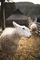 Border Leicester sheep
 in the enclosure Contact zoo. Sheep in the fence. Sheep farm. Country life.