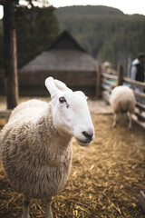 Border Leicester sheep
 in the enclosure Contact zoo. Sheep in the fence. Sheep farm. Country life.