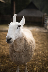Obraz premium Border Leicester sheep in the enclosure Contact zoo. Sheep in the fence. Sheep farm. Country life.