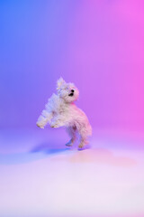 Studio image of fluffy white Maltese dog posing in motion isolated over gradient blue purple background in neon light