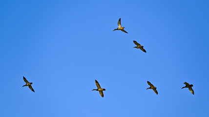 swan, grebe, coromorat, blue heron in nature
