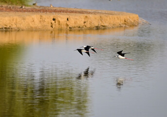 swan, grebe, coromorat, blue heron in nature