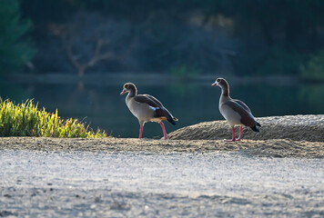 swan, grebe, coromorat, blue heron in nature