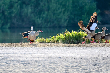 swan, grebe, coromorat, blue heron in nature