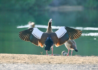 swan, grebe, coromorat, blue heron in nature