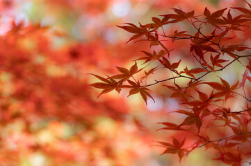 北海道札幌平岡樹芸センター紅葉