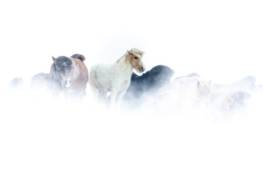 Horses Facing A Snow Storm In Iceland