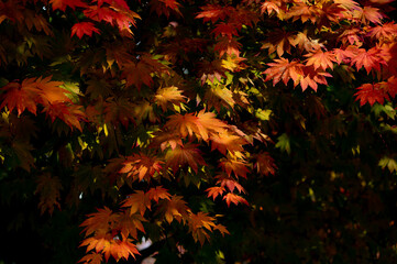 北海道札幌平岡樹芸センター紅葉マクロ世界