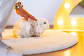 a cute fluffy dwarf rabbit on the mat on the floor