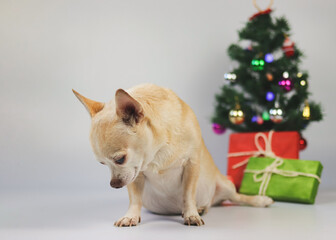 sad chihuahua dog feel guilty, looking down, sitting on white background with Christmas tree,  gift...
