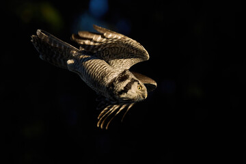 Northern hawk owl (Surnia ulula)