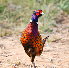 Phaesant, Egyptian Grebe with chicks, ducks flying