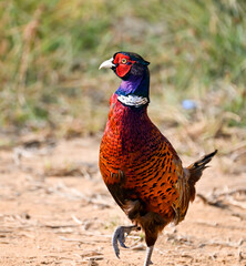 Phaesant, Egyptian Grebe with chicks, ducks flying