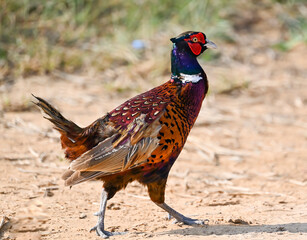Phaesant, Egyptian Grebe with chicks, ducks flying