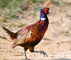 Phaesant, Egyptian Grebe with chicks, ducks flying