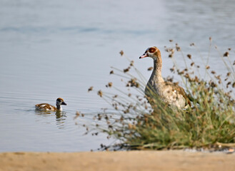 Phaesant, Egyptian Grebe with chicks, ducks flying