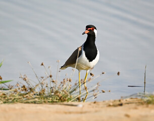 Phaesant, Egyptian Grebe with chicks, ducks flying