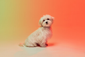 Studio photo of cute white Maltese dog calmly sitting isolated over gradient orange background in neon light