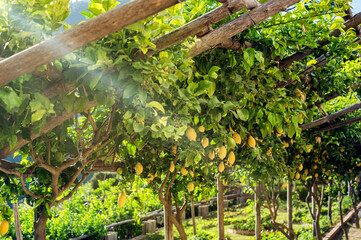 Cozy shady garden with lemons in the village of Ravelo in southern Italy.