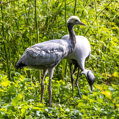 Family of Demoiselle Crane, Anthropoides virgo are living in the bright green meadow during the day time