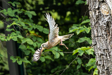 Common kestrel, Falco tinnunculus is a bird of prey species belonging to the falcon family Falconidae.