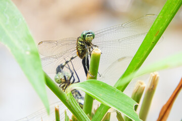 dragonflies mating in a rice field