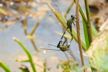 dragonflies mating in a rice field