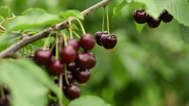 Ripe red cherries hanging from the branch - Camera slowly panning