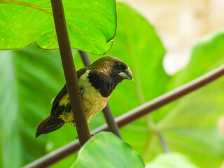 Bondol Jawa is a kind of small bird that eats rice and seeds.  Its scientific name is Lonchura leucogastroides.  In English this bird is called Javan Munia